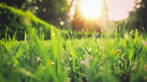 Green grass field sunset scenery by Aniket Bhattacharya